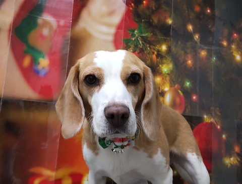 kikn