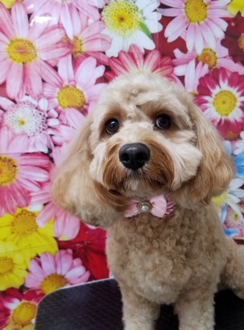 もこ★
