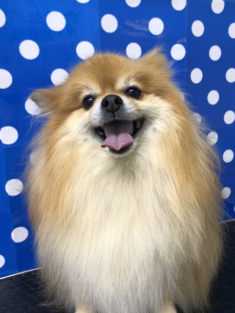 ruru