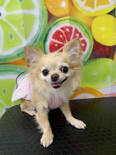 pip