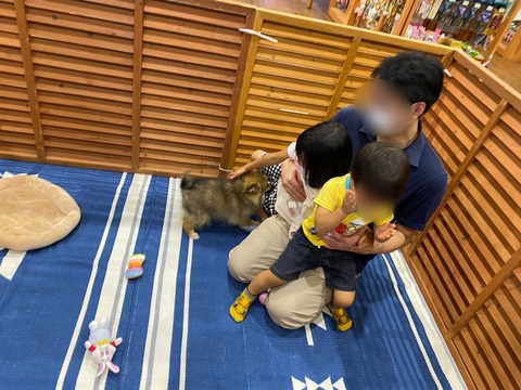9.19ポメ