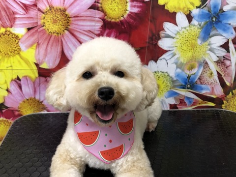 coco