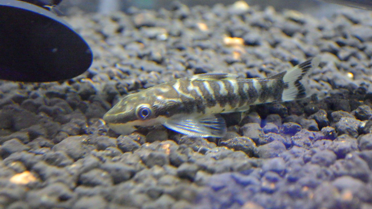 変わり者生体 ズーズーカンパニー スタッフブログ