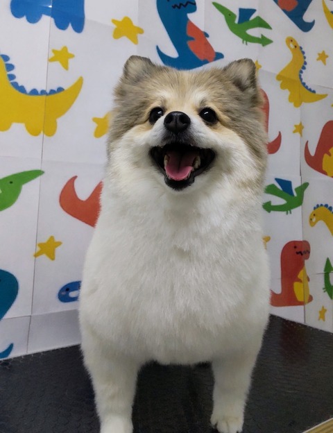 あおば