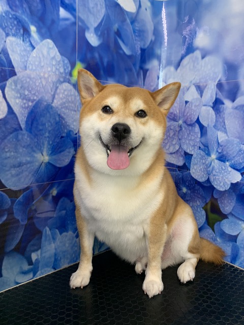 ラビ