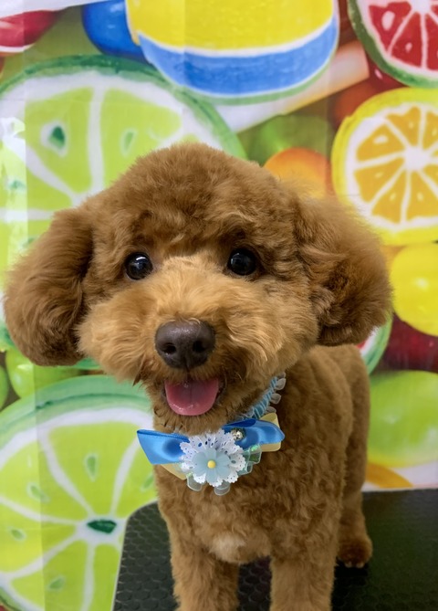 reo