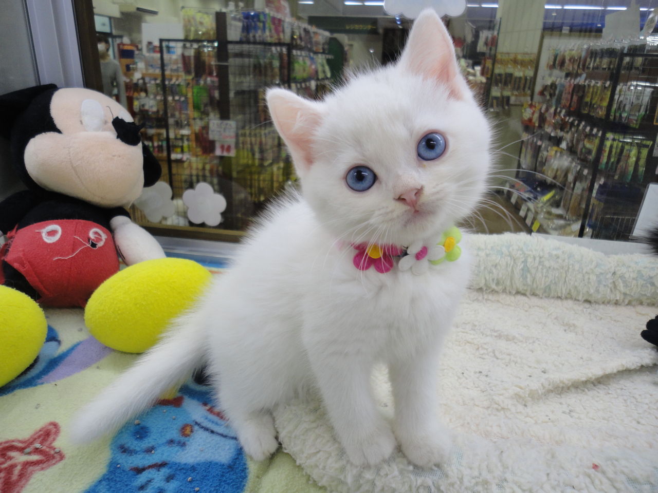 目の色が綺麗過ぎる子猫ちゃん デビューしました ズーズーカンパニー スタッフブログ