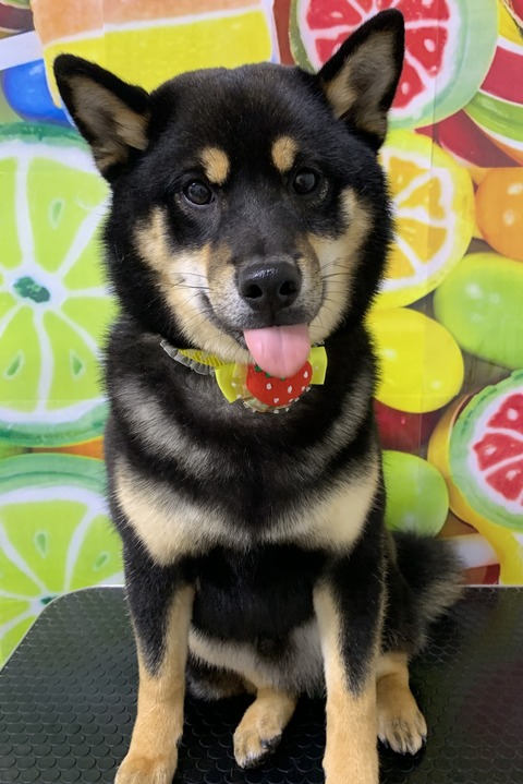 gin