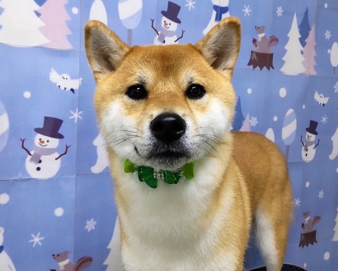 豆五郎