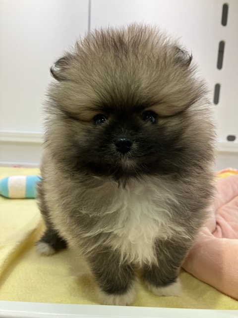 ポメ１