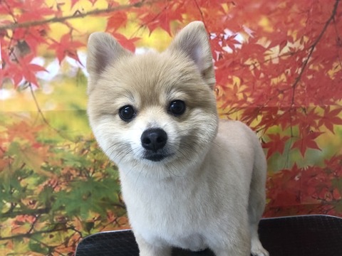 haru