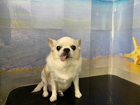 プル