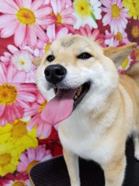 tyako