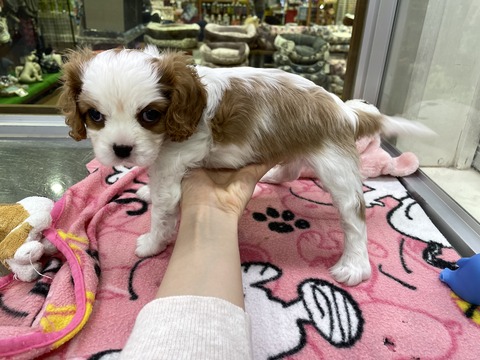 0A87E80B-DE5A-43BB-9FF9-C4233CB02618