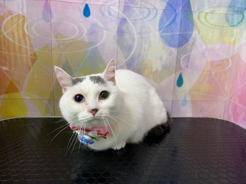 しらたまいちご