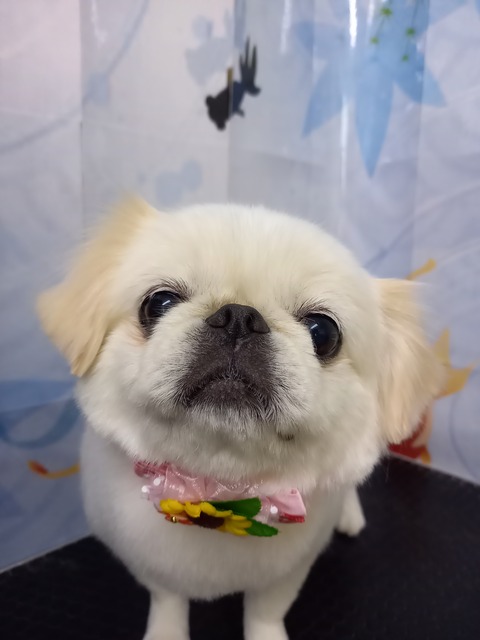 たま