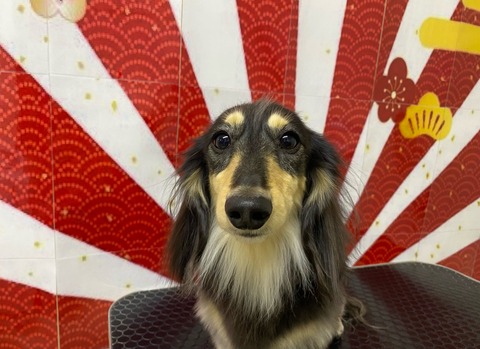 風雅