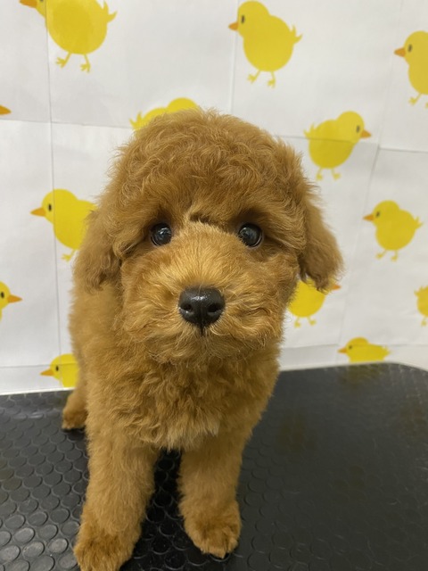 koko
