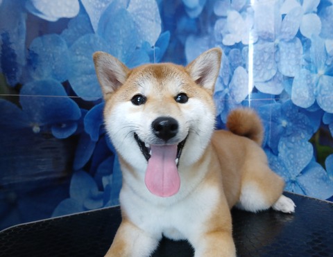 あんず