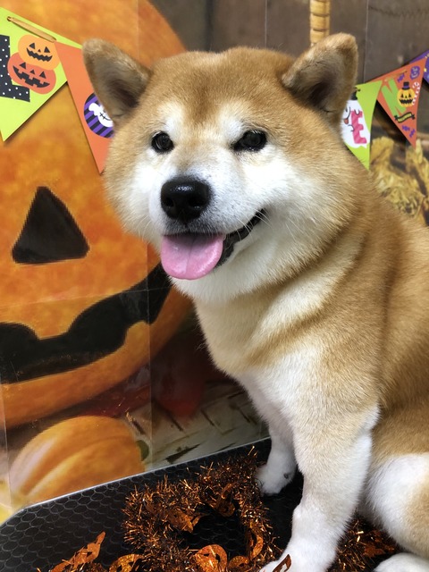 ryuu
