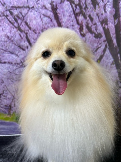 ゆめ