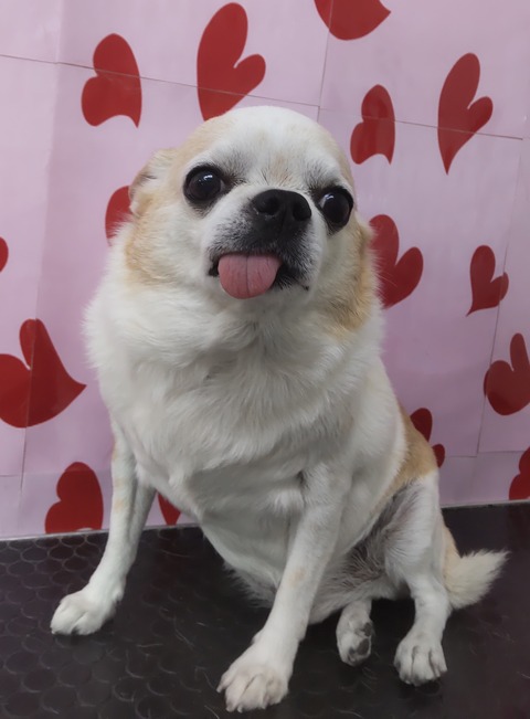 puru