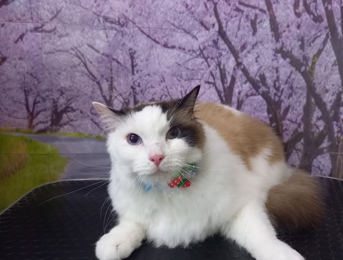 HARU