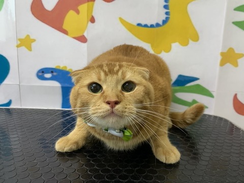 どら