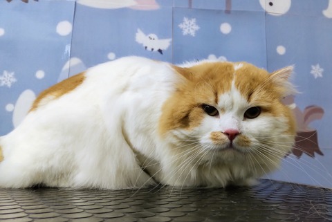 こてつ