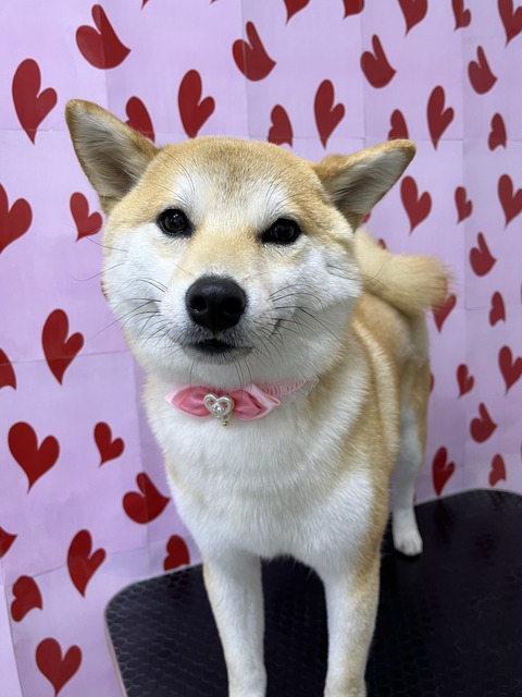 mo