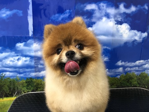 huku