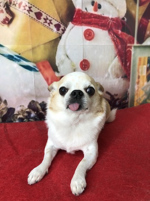 pupru