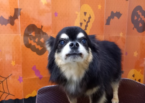 ゴエモン