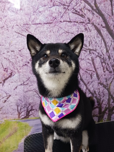 もも