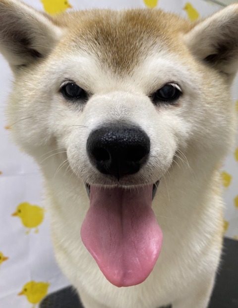 ken