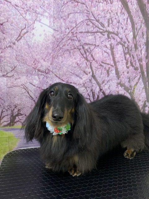 プリン