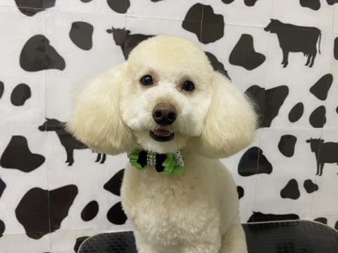 reo