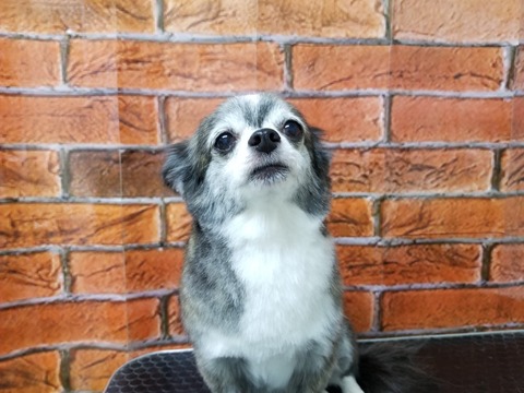 ringo