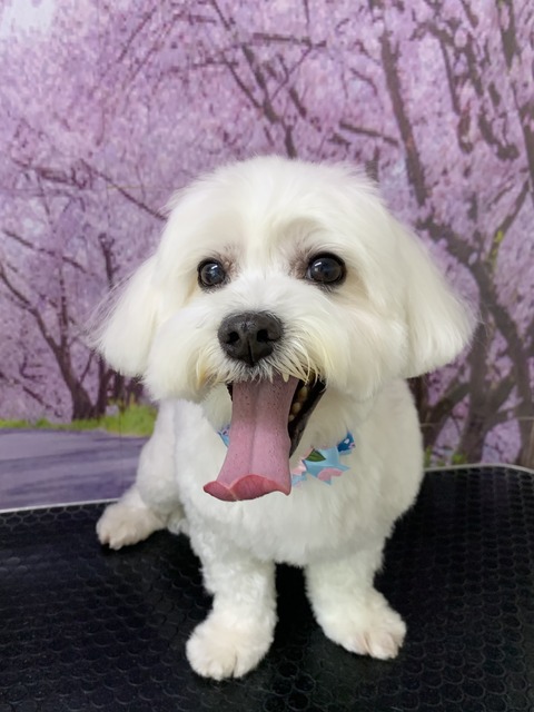 こはく