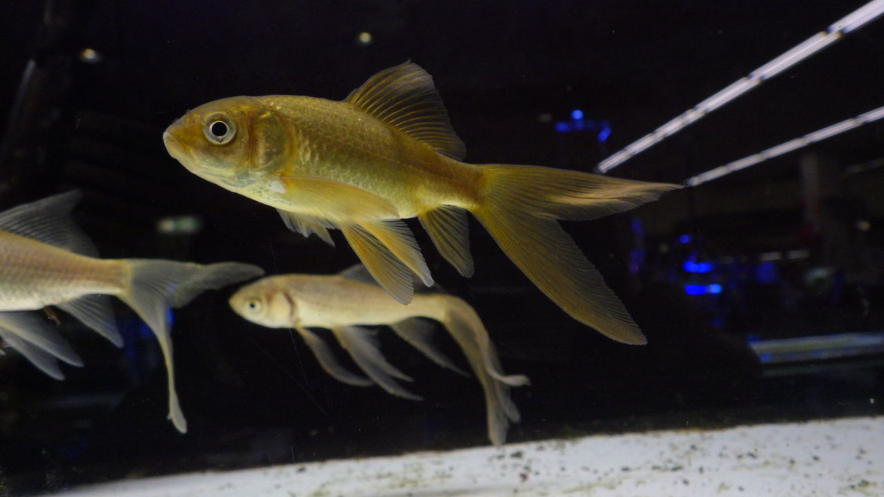 鉄魚 sサイズ残りわずか ズーズーカンパニー スタッフブログ 鉄魚 sサイズ残りわずか ズーズーカンパニー スタッフブログ
