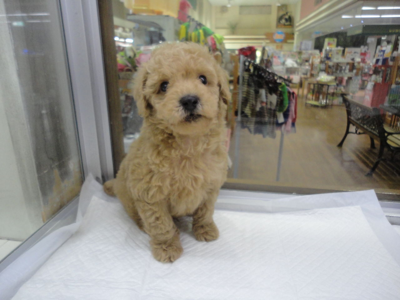 トイプードルの赤ちゃん お顔お披露目 ズーズーカンパニー スタッフブログ トイプードルの赤ちゃん お顔お披露目 ズーズーカンパニー スタッフブログ