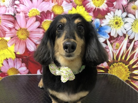 choko