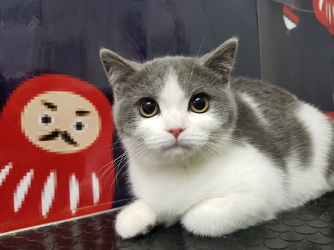 kotetu