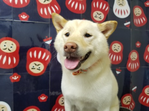 yuki