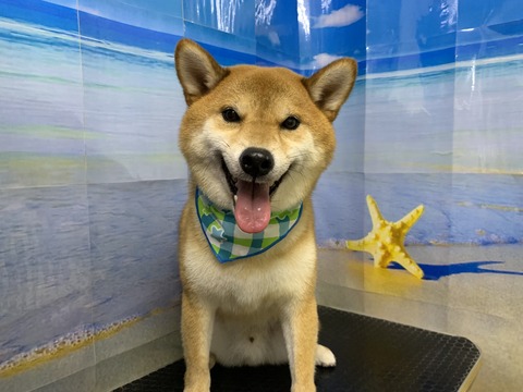 海