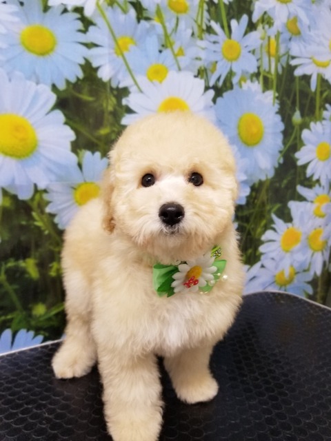 reo