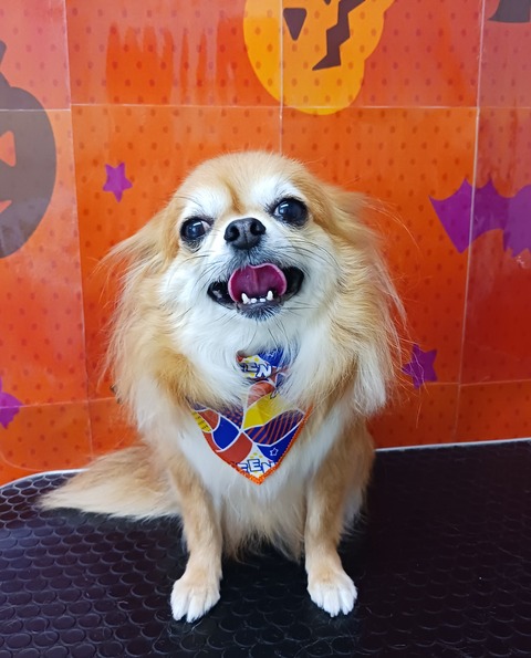 ポピー