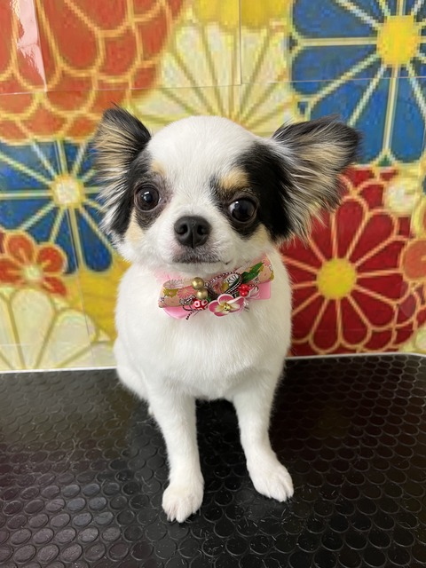 hana