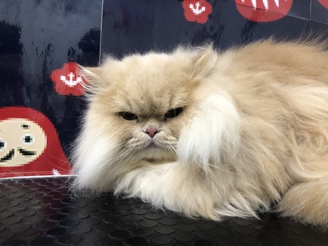 syu