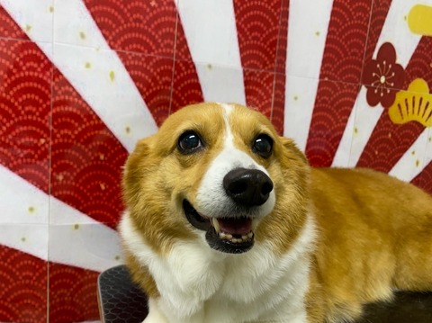 こむぎ